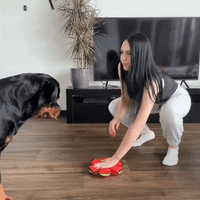 2-Pack Flying Saucer Dog Balls